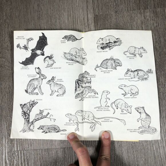 Vintage 1973 AMPHIBIANS AND REPTILES OF Joshua Tree National Monument Mammals - Picture 2 of 4